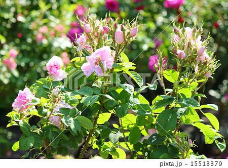 ダマスクローズ 15513379