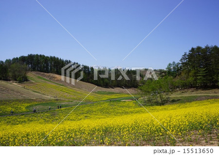中山高原の菜の花畑 中山高原の菜の花畑 15513650