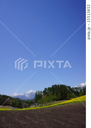 中山高原の菜の花畑 15513652