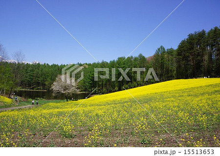 中山高原の菜の花畑 15513653
