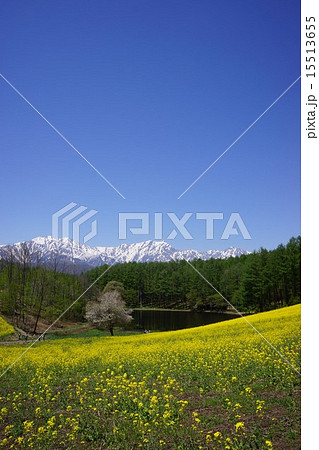 中山高原の菜の花畑 15513655