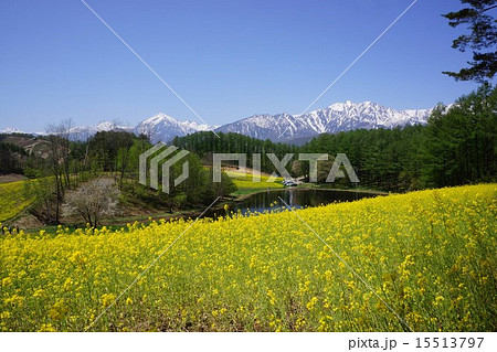 中山高原の菜の花畑 15513797