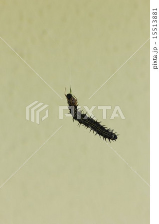 オオヒメグモに捕まった、ヒオドシチョウの幼虫０２ 15513881