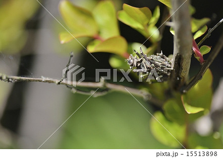 ミノムシ 15513898