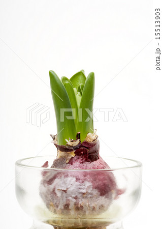 ヒヤシンス ヒヤシンス 15513903