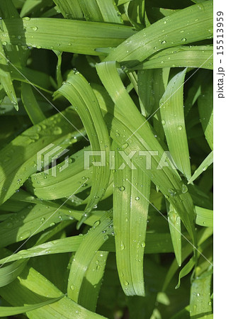 ヤブカンゾウ（藪萱草） 15513959