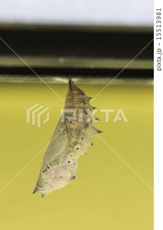 ヒオドシチョウのさなぎ０２ 15513981