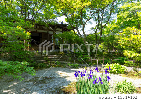 新緑 - 宝筐院 15514102