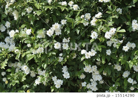 モッコウバラ モッコウバラ 15514290