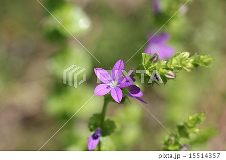 キキョウソウ０５ 15514357