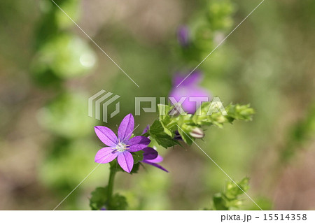 キキョウソウ０６ 15514358