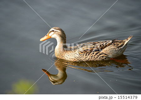 多々良沼公園のハンサムな鴨 15514379