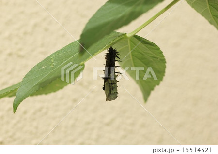 脱皮の様子、その2。幼虫の皮を半分脱ぐ(ヒオドシチョウ) 脱皮の様子、その2。幼虫の皮を半分脱ぐ(ヒオドシチョウ) 15514521