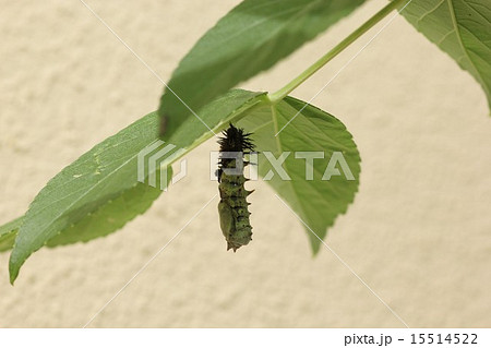脱皮の様子、その3。幼虫の皮をほとんど脱ぐ(ヒオドシチョウ) 脱皮の様子、その3。幼虫の皮をほとんど脱ぐ(ヒオドシチョウ) 15514522