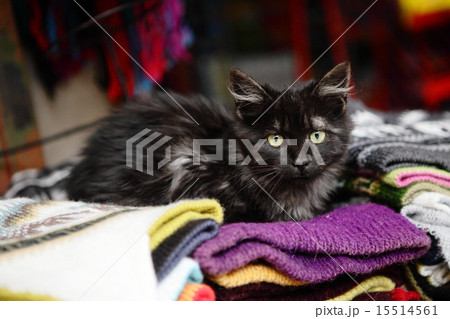 海外の猫 海外の猫 15514561