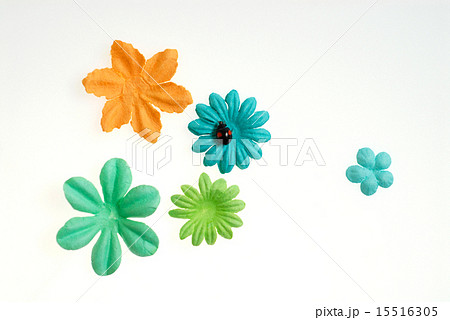 てんとう虫と花. 15516305