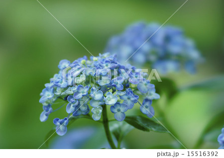 紫陽花 紫陽花 15516392