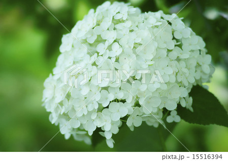 紫陽花 紫陽花 15516394