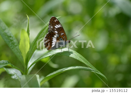 イチモンジチョウ 15519112