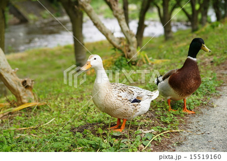 マガモのカップル 15519160