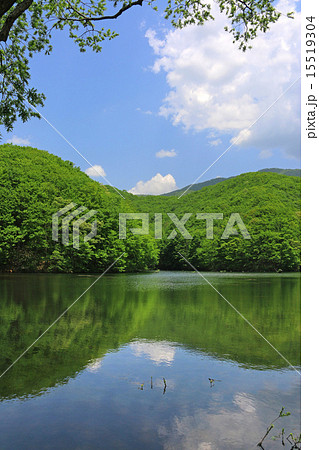 初夏の曲沢沼 15519304