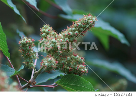 赤芽槲 アカメガシワ実です。 赤芽槲 アカメガシワ実です。 15527232