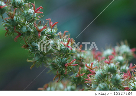 赤芽槲　アカメガシワ実です。 15527234