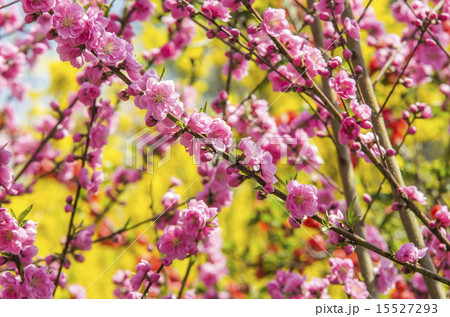 Flowers, spring in Japan, vivid color Flowers, spring in Japan, vivid color 15527293