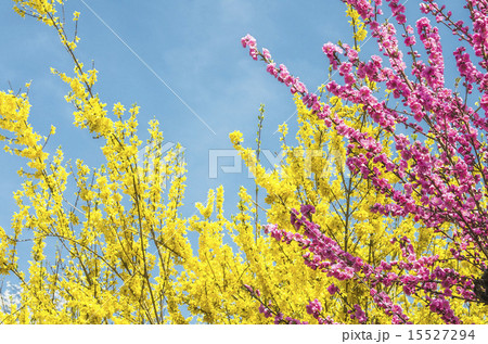Flowers, spring in Japan, vivid color 15527294