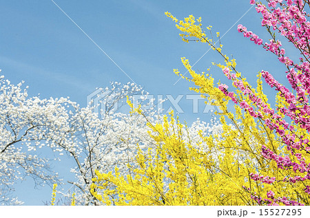 Flowers, spring in Japan, vivid color 15527295