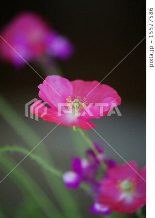 ひなげしの花 ひなげしの花 15527586