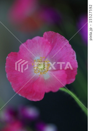 ひなげしの花 ひなげしの花 15527592