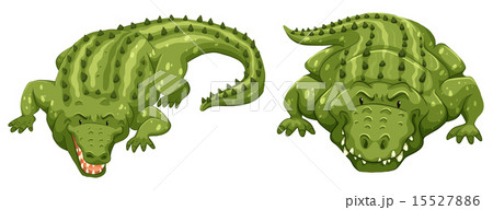 Crocodiles Crocodiles 15527886