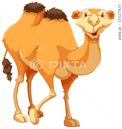 Camel Camel 15527925