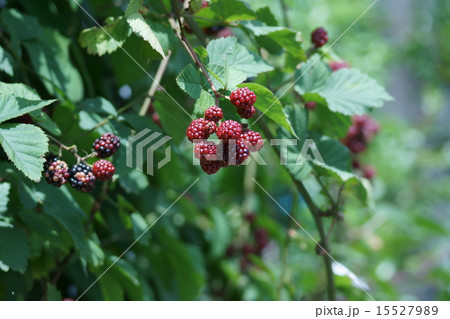 ブラックベリー　もうすぐ美味しく熟します。 15527989