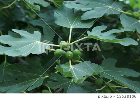 無花果　イチジクの若い実 15528106