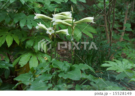 姥百合　ウバユリと申します。 15528149