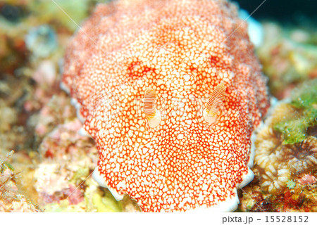 チリメンウミウシ 15528152