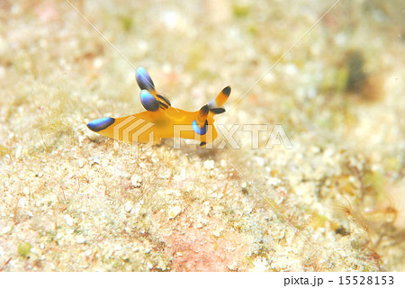 ウデフリツノザヤウミウシ 15528153