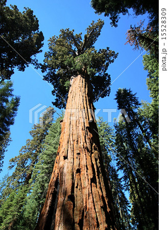 セコイア国立公園 地上最大のシャーマン将軍の木 ジャイアントフォレストの巨木群の写真素材 1559