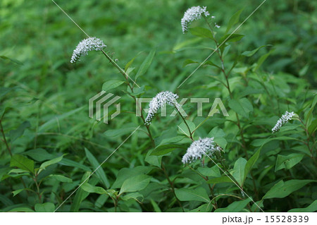 丘虎の尾 オカトラノオと申します。 丘虎の尾 オカトラノオと申します。 15528339