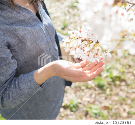 さくら 15528362