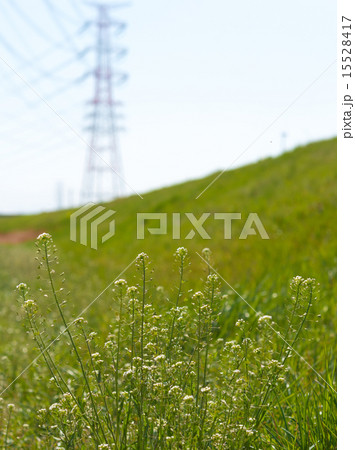 ナズナ ナズナ 15528417