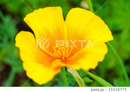 California Poppy, Eschscholzia californica California Poppy, Eschscholzia californica 15528775