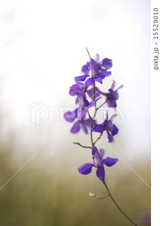 チドリソウ 15529010