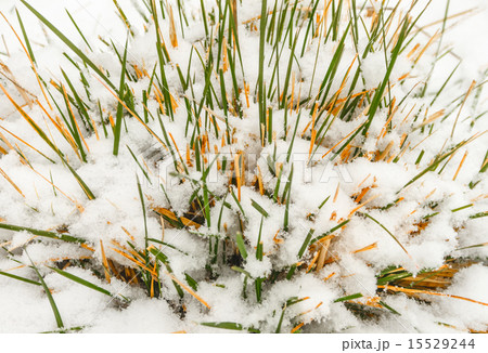 Snow on the grass 15529244