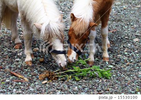 馬ポニー 15530100
