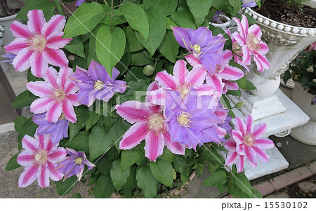 クレマチス クレマチス 15530102