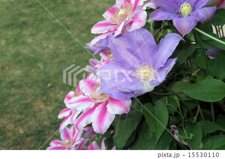 クレマチス クレマチス 15530110