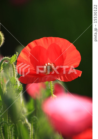 ポピー8 15530122